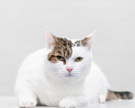 Кошки в Москве: котик Лёлик ждет свою семью Мальчик, Бесплатно - фото 3