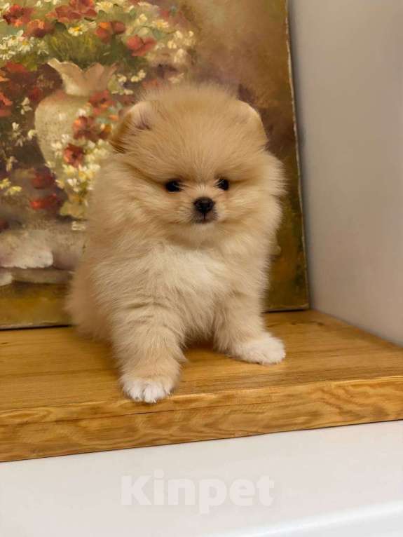 Собаки в Москве: микро щенок шпиц Мальчик, 85 555 руб. - фото 6