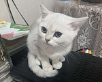 Кошки в Нытве: Котёнок девочка Девочка, 6 000 руб. - фото 3