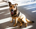 Собаки в Подольске: Ласковая собачка Нита в поисках хозяина Девочка, Бесплатно - фото 1