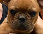 Собаки в Краснодаре: Щенок французского бульдога Мальчик, 25 000 руб. - фото 1