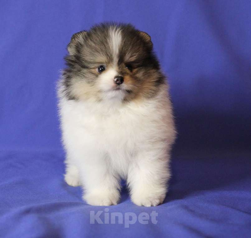 Собаки в Люберцах: Красивый щенок шпица Мальчик, 30 000 руб. - фото 4