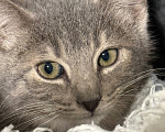 Кошки в Сосновом Бору: Котенок Магнезия Девочка, Бесплатно - фото 3