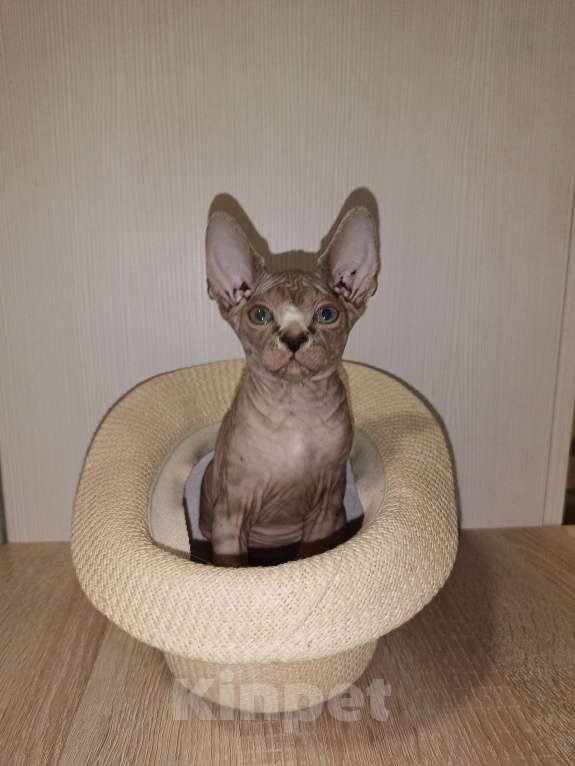 Кошки в Москве: Тигровая  Девочка, 45 000 руб. - фото 6