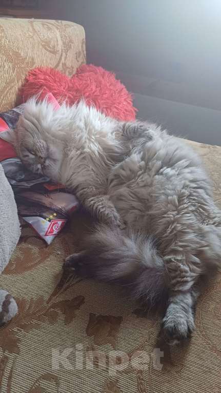 Кошки в других городах Московской области: В добрые руки Мальчик, Бесплатно - фото 7