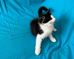 Кошки в Москве: продам норвежских лесных котят Девочка, 35 000 руб. - фото 2