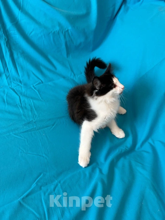 Кошки в Москве: продам норвежских лесных котят Девочка, 35 000 руб. - фото 2