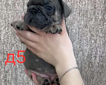 Собаки в Москве: Девчата и парень Девочка, 45 000 руб. - фото 1