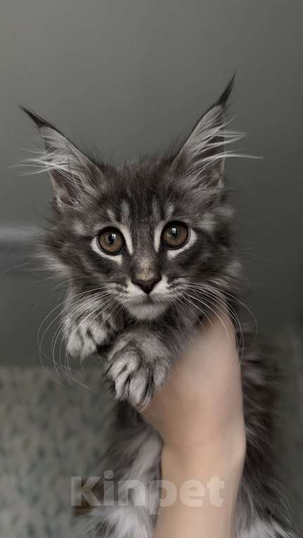 Кошки в Санкт-Петербурге: Котёнок мейн-кун Девочка, 25 000 руб. - фото 1