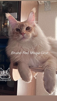 Bruno. Male. MCO ds25 Born 27.12.24