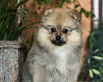 Собаки в Череповце: Щенки немецкого шпица  Мальчик, 25 000 руб. - фото 7