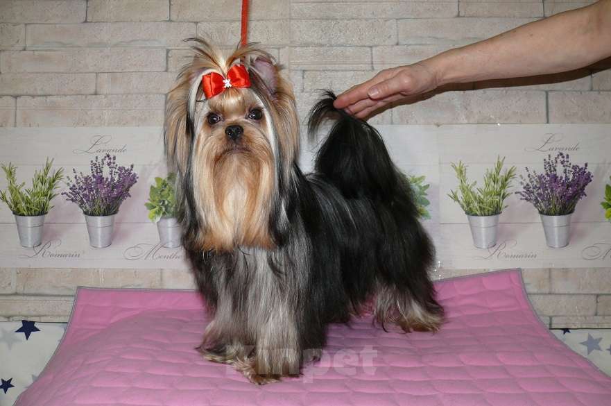 Собаки в Королеве: Мальчик 11 мес Мальчик, 25 000 руб. - фото 5