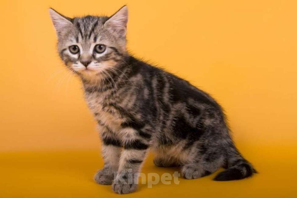 Кошки в Москве: Прекрасная кошка в добрые руки! Мальчик, 3 243 руб. - фото 1
