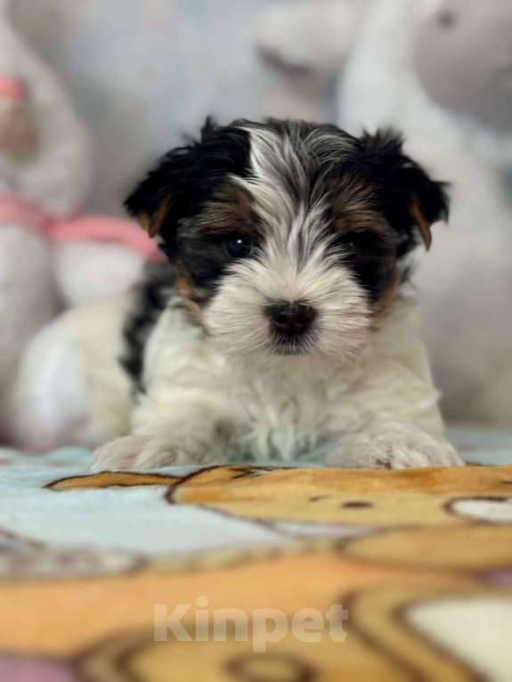 Собаки в Москве: Девочка бивер терьера в поисках своей лучшей семьи  Девочка, 70 000 руб. - фото 5