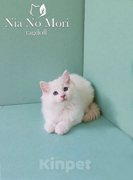 Кошки в Пензе: Котёнок породы Рэгдолл - Boris Мальчик, 65 000 руб. - фото 2
