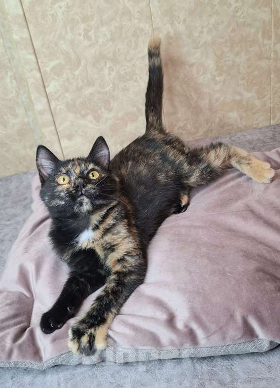 Кошки в Москве: Котёнок Торти в добрые руки  Девочка, Бесплатно - фото 10