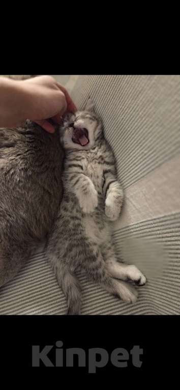 Кошки в Москве: Британский короткошёрстный котёнок Мальчик, 20 000 руб. - фото 6