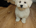 Собаки в Москве: Бишон фризе мини мальчик  Мальчик, 65 000 руб. - фото 3