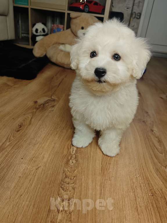 Собаки в Москве: Бишон фризе мини мальчик  Мальчик, 65 000 руб. - фото 3