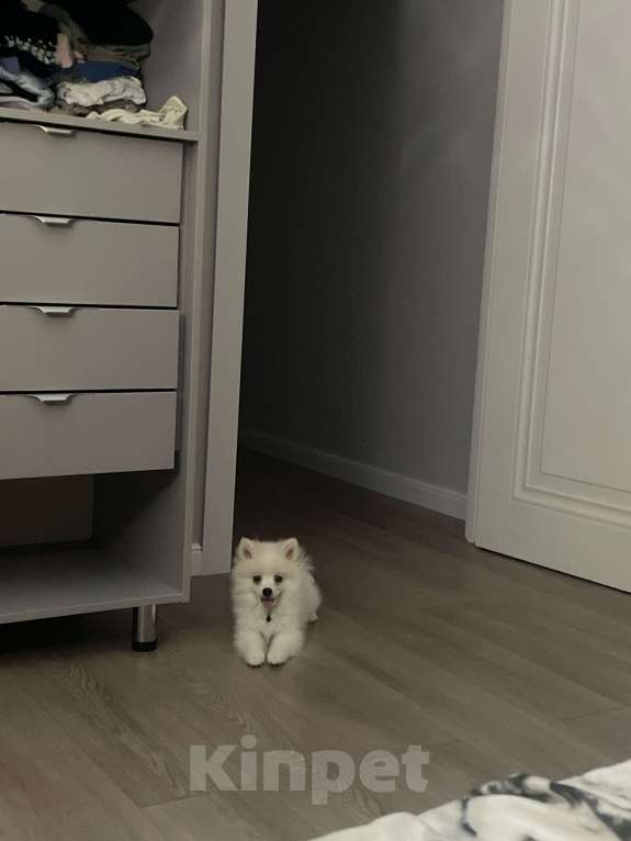 Собаки в Краснодаре: Помереканский шпиц  Мальчик, 25 000 руб. - фото 1