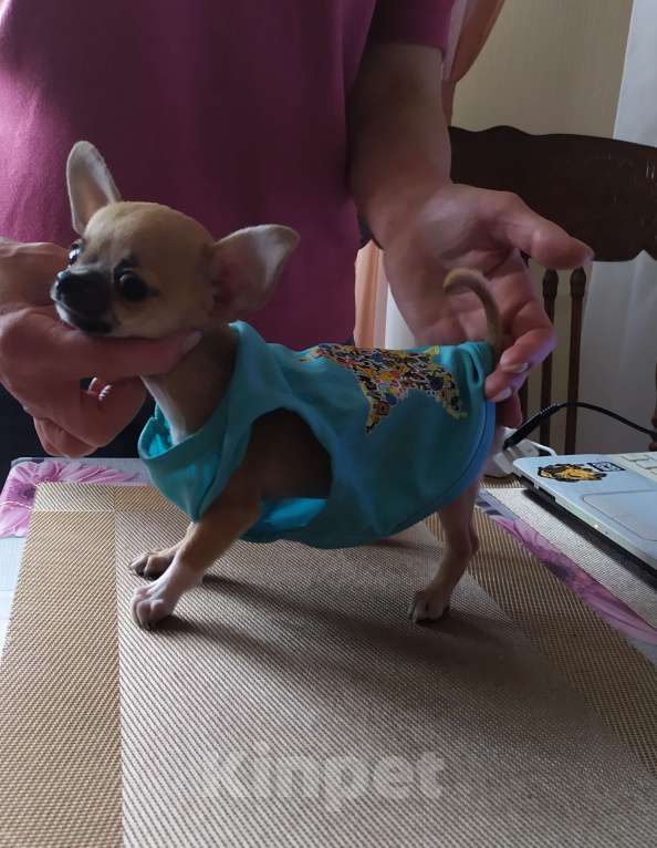 Собаки в Москве: Мини чихуахуа мальчик Мальчик, 45 000 руб. - фото 2