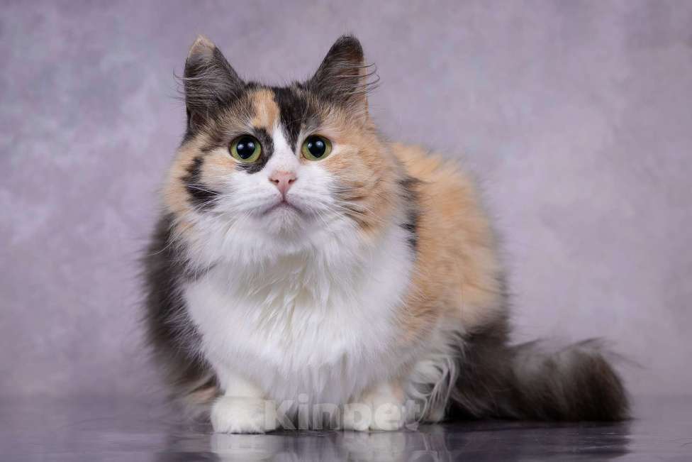 Кошки в Москве: Мотли в добрые руки  Девочка, Бесплатно - фото 4