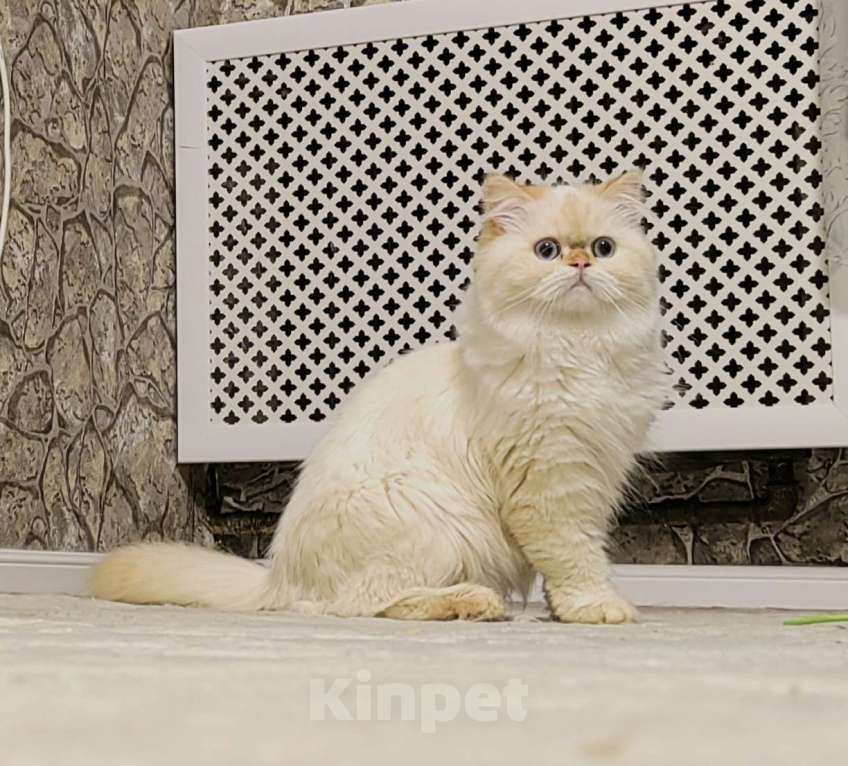 Кошки в Кисловодске: Nicole Девочка, 60 000 руб. - фото 3