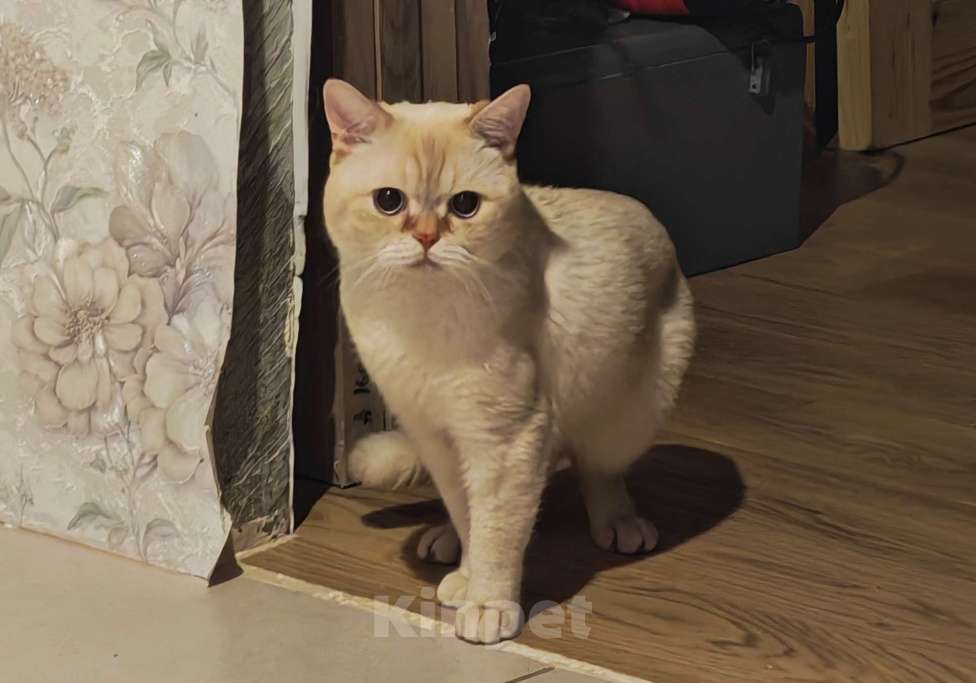 Кошки в Москве: Кот британский Мальчик, 20 000 руб. - фото 5