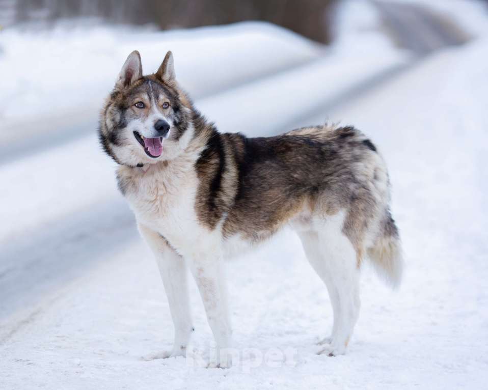 Собаки в Химках: Фенотип лайки в приюте, в добрые руки Мальчик, Бесплатно - фото 7