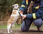 Собаки в Москве: Маленькая скромная девочка из приюта ищет семью Девочка, Бесплатно - фото 1