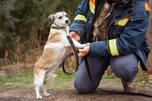 Маленькая скромная девочка из приюта ищет семью