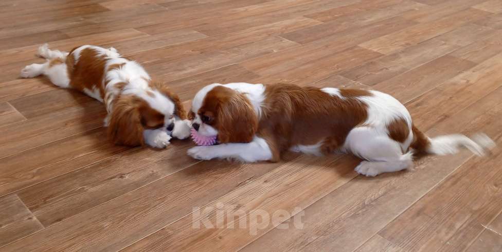 Собаки в других городах Московской области: Девочка 7 месяцев Девочка, 55 000 руб. - фото 1