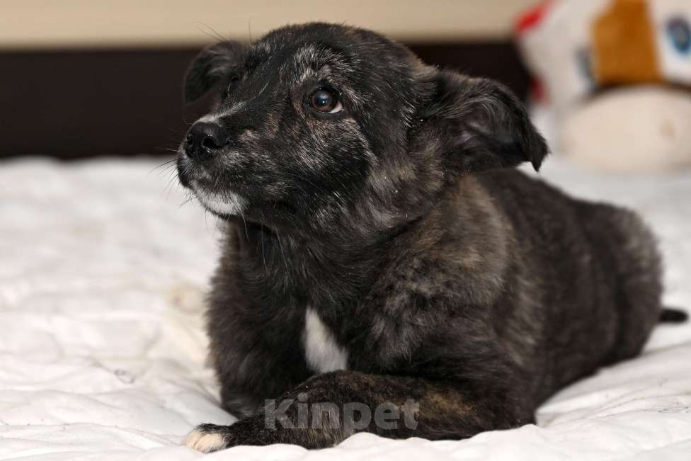 Собаки в других городах Московской области: Айра девочка 4 мес. Порода самая дорогая в мире  называется -ЛЮБИМАЯ!!! Девочка, 1 000 руб. - фото 3