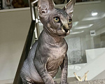 Кошки в Москве: Канадский сфинкс котенок Мальчик, 20 000 руб. - фото 1