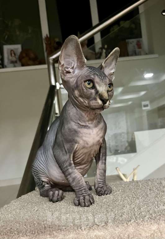 Кошки в Москве: Канадский сфинкс котенок Мальчик, 20 000 руб. - фото 1