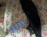 Кошки в Омске: Потерялась кошка. Девочка, Бесплатно - фото 4