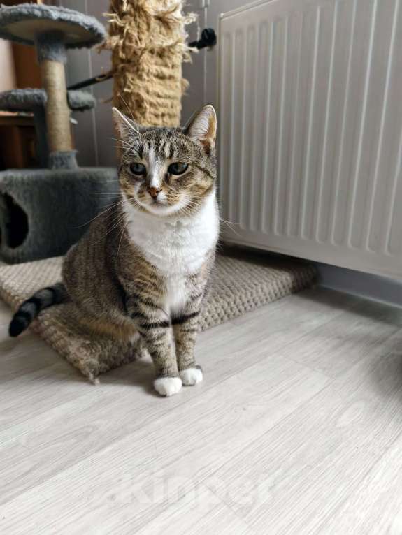 Кошки в Санкт-Петербурге: Нежная Юки Девочка, Бесплатно - фото 2