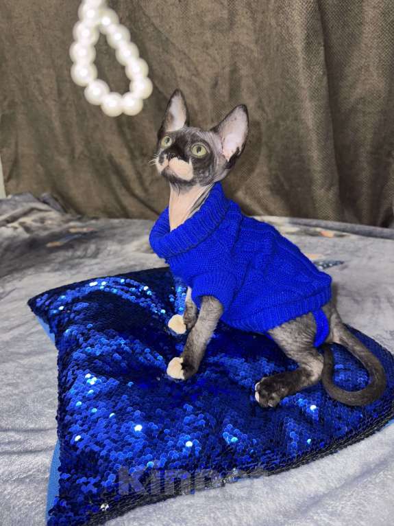 Кошки в других городах Московской области: Котёнок Сфинкс Мальчик, 18 000 руб. - фото 5