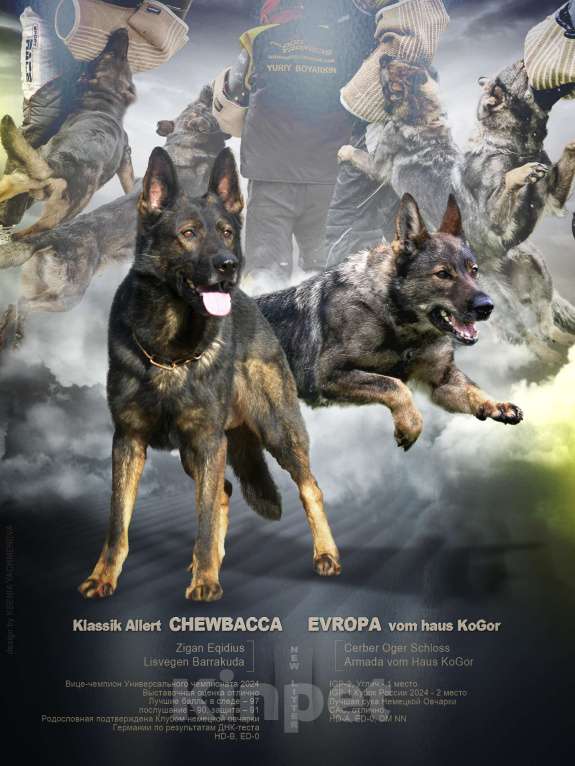 Собаки в других городах Московской области: Щенок немецкой овчарки рр Мальчик, 50 000 руб. - фото 1