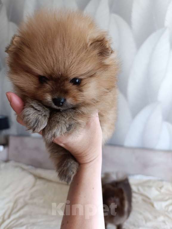 Собаки в Томске: Девочка, кнопочка, рыжулька  Девочка, 40 000 руб. - фото 4