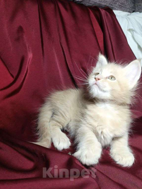 Кошки в Артеме: Кошечка Мейн-кун  Девочка, 35 000 руб. - фото 1