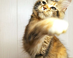Кошки в Мытищах: Котенок Мейн кун Девочка, 40 000 руб. - фото 3