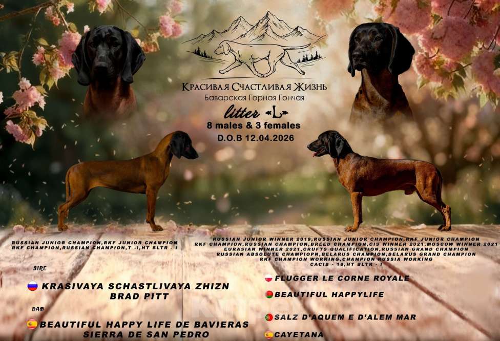 Собаки в Ярославле: Щенки Баварской горной гончей Разнополые, 130 000 руб. - фото 1