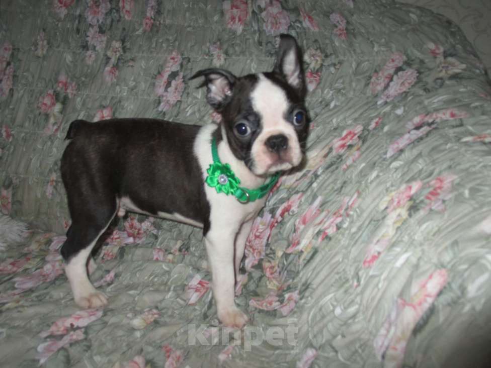 Собаки в Пскове: Мальчик бостон терьер Мальчик, 50 000 руб. - фото 8