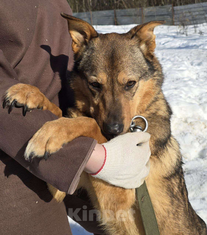 Собаки в Королеве: Милая девочка Гера ищет дом! Девочка, Бесплатно - фото 1
