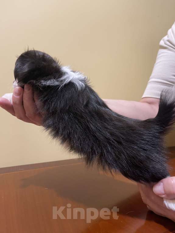 Собаки в других городах Московской области: Чихуахуа клубная девочка Девочка, 75 000 руб. - фото 5