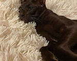 Кошки в Одинцово: Пропал кот Мальчик, 10 000 руб. - фото 4