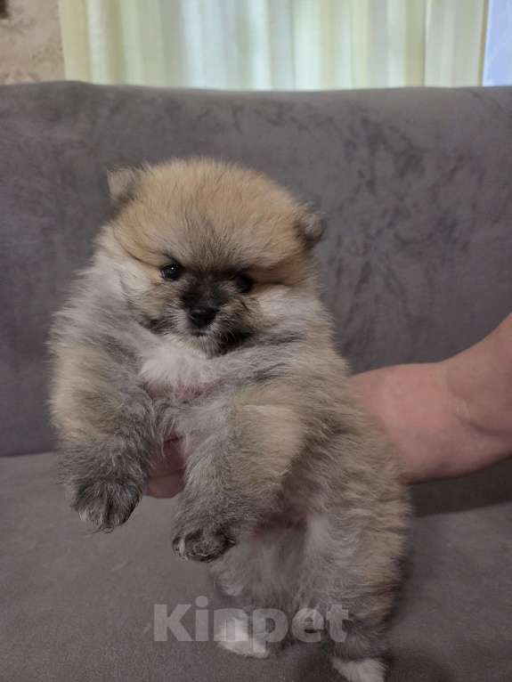 Собаки в Оренбурге: Щенок шпица Девочка, 30 000 руб. - фото 2