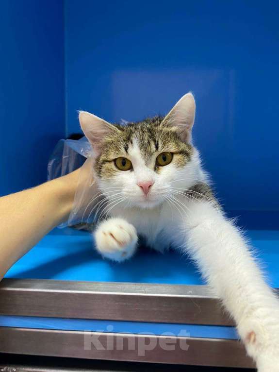 Кошки в Москве: Котенок на выпуск в подвал дома  Мальчик, Бесплатно - фото 2