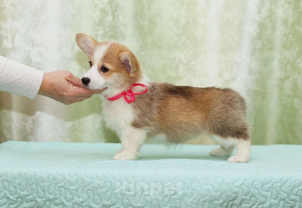 Собаки в Москве: Альмаре Феа Бриошь Девочка, 80 000 руб. - фото 3